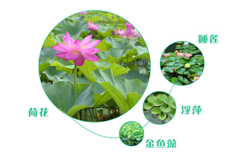 如何選擇污水處理工程的人工濕地植物？
